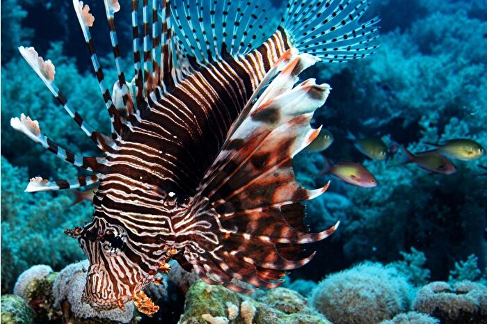 Kızıldeniz'in zengin balık çeşitliliği görüntülendi