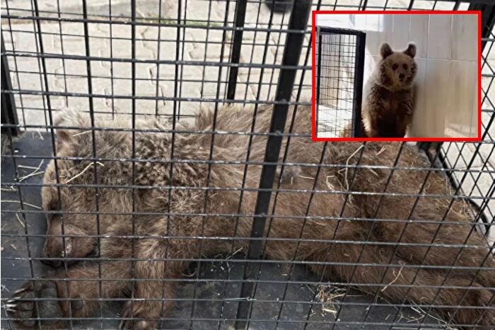 Vurulan ayı yavrusu Umut'tan çıkarılan mermi failin bulunması için incelenecek