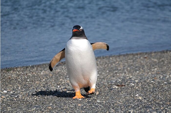 Güney Afrika açıklarında son 10 yılda yaklaşık 62 bin penguen açlıktan öldü