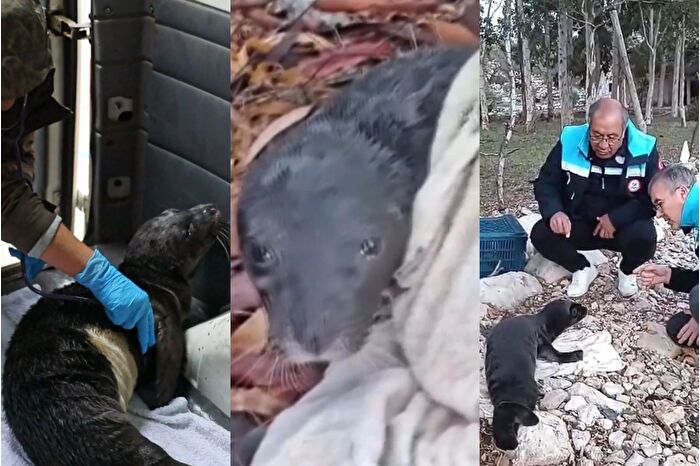Marmaris’te karaya vuran yavru akdeniz foku koruma altına alındı