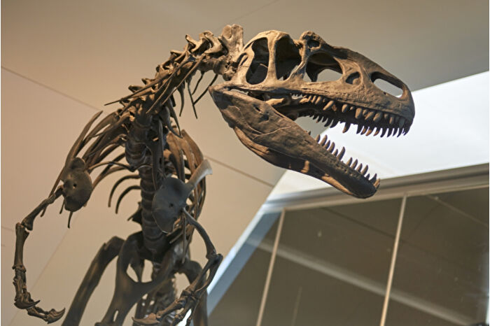 Google'ın eski CEO'su Eric Schmidt 1,7 milyon dolara satın aldığı dinozor fosili ABD'deki müzeye bağışlandı