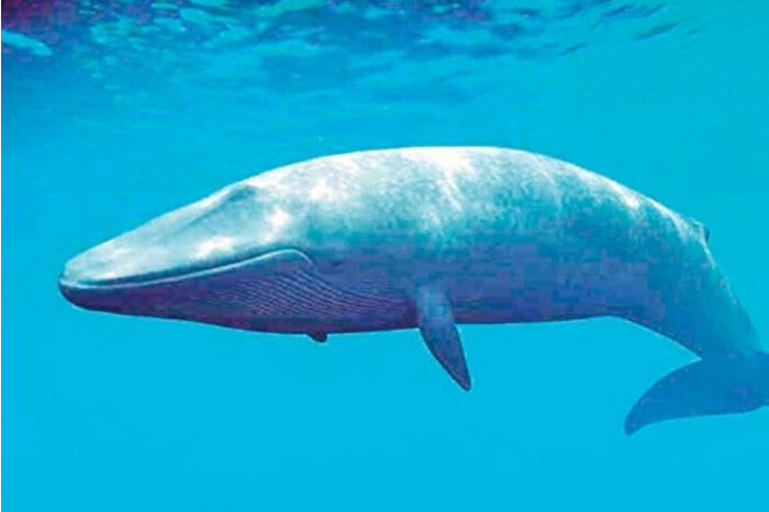 Kutup bölgesindeki balinaların nefesinde ölümcül virüs tespit edildi