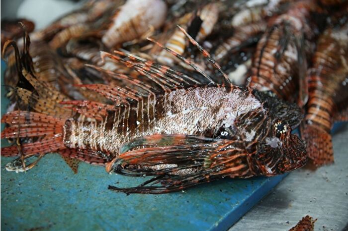 Bilim insanları, Akdeniz’de hızla yayılan istilacı aslan balığının ekosistem için tehdit oluşturduğunu söylüyor