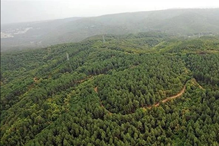 Resmi Gazete'de yayımlanan Cumhurbaşkanı Kararı ile 11 ilde bazı alanlar orman sınırından çıkarıldı