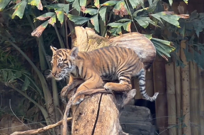Berlin’de dünyaya gelen yavru Sumatra kaplanı Lilly ilk kez görüntülendi
