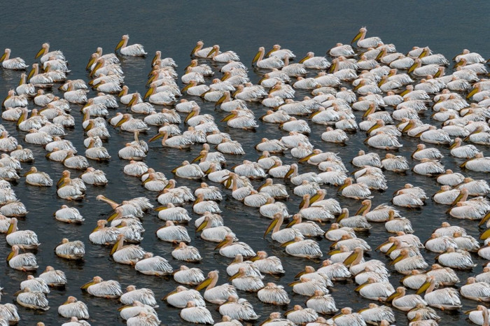 Ak pelikanlar Çavuşçu Gölü’nde mola verdi