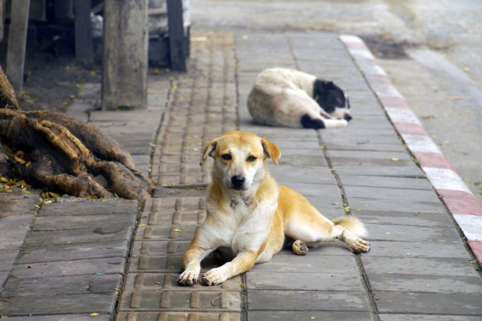 İstanbul Valiliğinden sokak hayvanları için yeni talimat