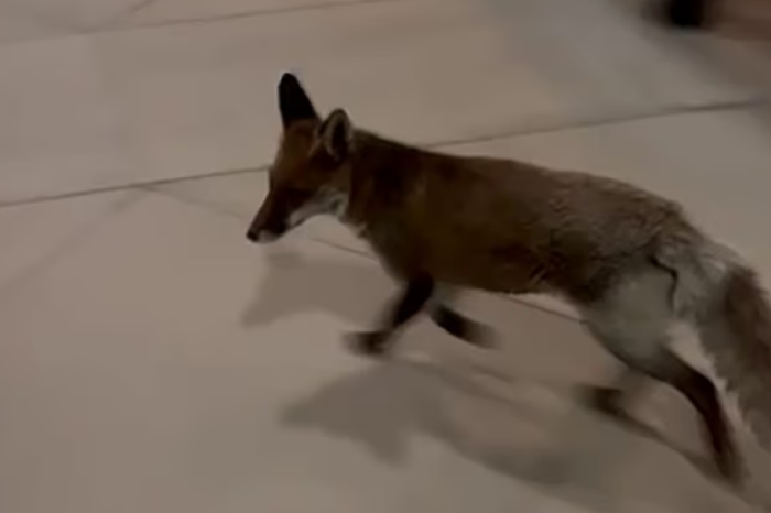 İngiltere'de Parlamentonun firari 'tilki'si Freda yakalandı