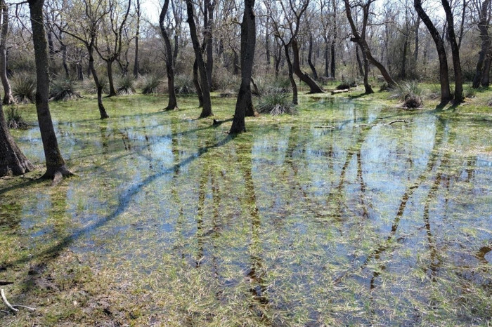 UNESCO listesindeki Kızılırmak Deltası'nda doğa canlanıyor