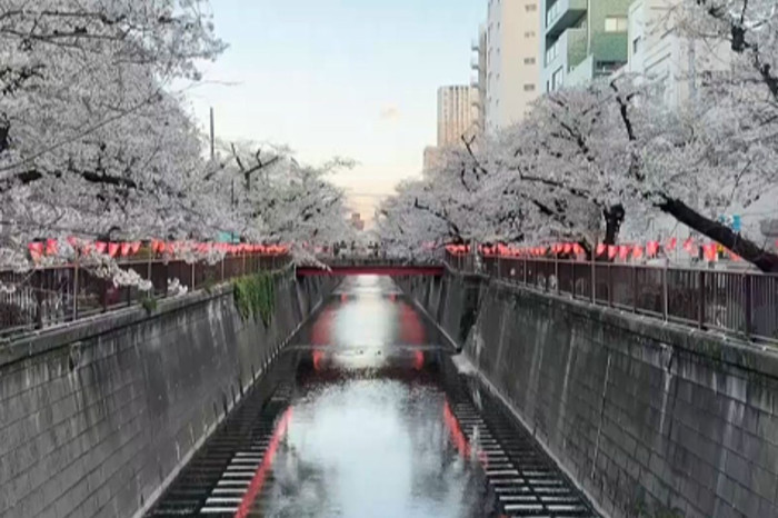 Japonya'da sakuralar fenerlerle süslendi