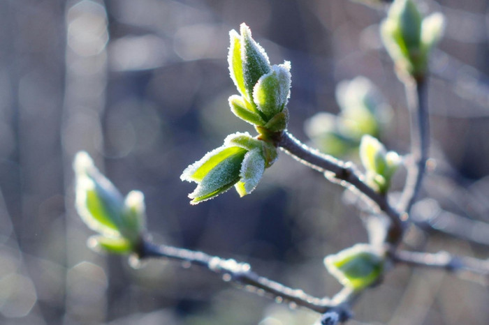 Meteoroloji'den Marmara Bölgesi için zirai don uyarısı