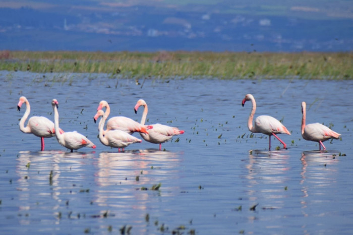 Marmara Gölü yeniden göçmen kuşlara yuva oldu