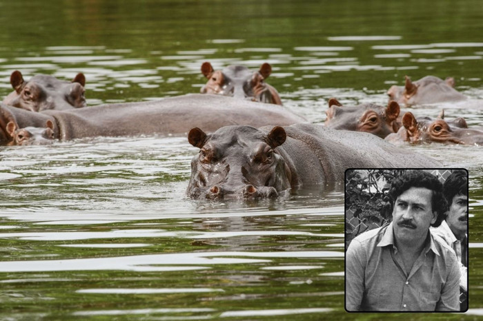 Kolombiya, Escobar’a ait su aygırlarının itlaf planını onayladı