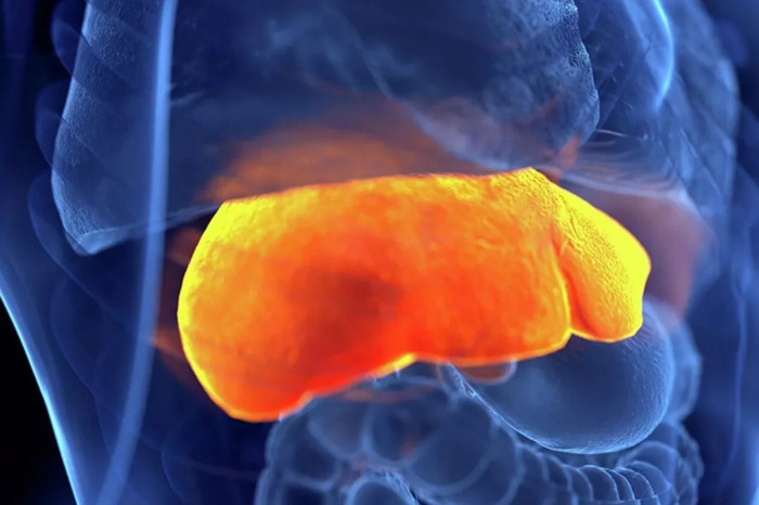 Karaciğer yağlanması vakaları 30 yılda yüzde 143 arttı küresel alarm verildi