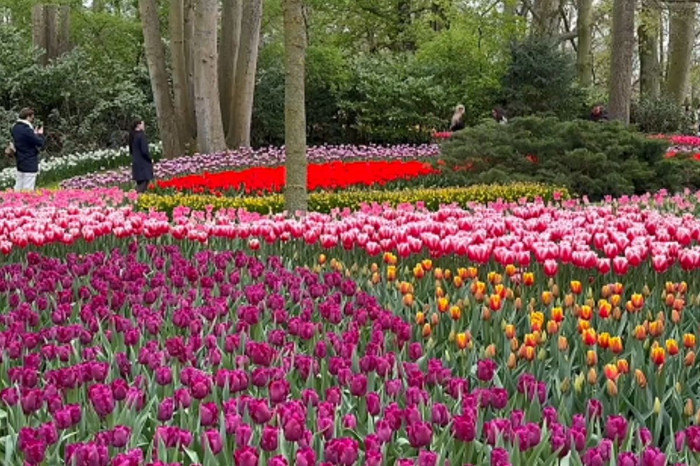 Hollanda'da lale zamanı