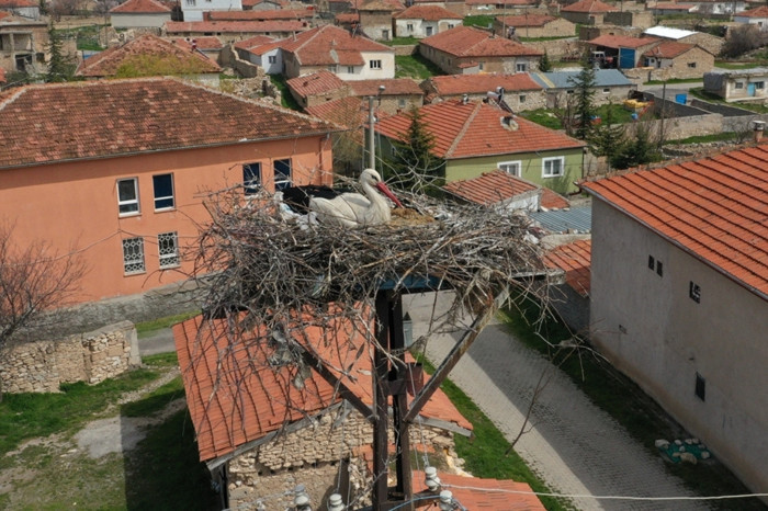 Köylerine 7 yıldır gelen leylekler ‘Garip’ ve ‘Gurbet’i kamerayla takip ediyorlar