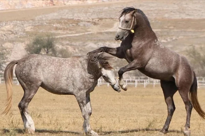 Şampiyon aygırların taylarının satış tarihleri belirlendi