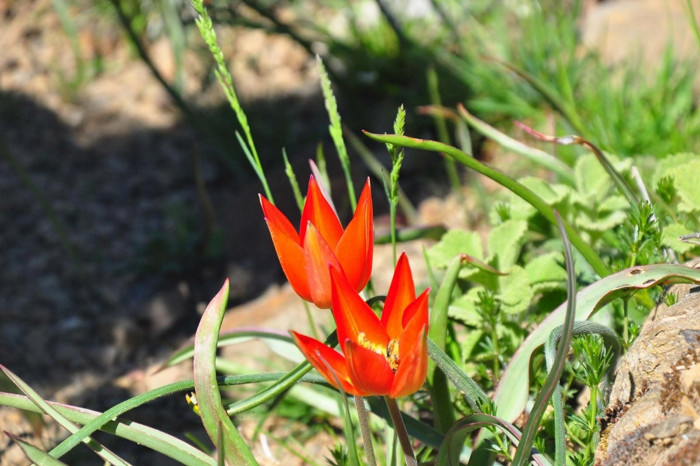 Spil Dağı Milli Parkı’nda endemik Manisa laleleri yeniden açtı doğaseverler bölgeye akın etti