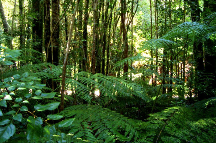 Tropikal ormanlarda kayıp raporu çıktı, 2025 yılında yüzde 36 düştü