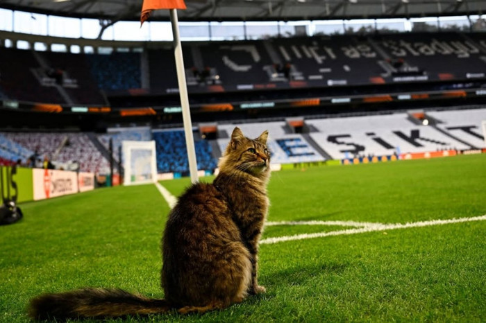 UEFA’nın finalinde de bir İstanbul klasiği yaşandı ve sahaya giren kedi viral oldu