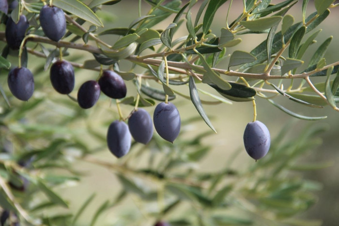 Zeytin sektöründe rekor sezon beklentisi, ihracatta 1 milyar dolar hedefi