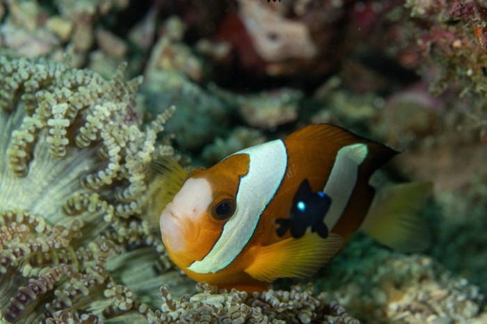 Sipadan Adası'nın zengin su altı yaşamı