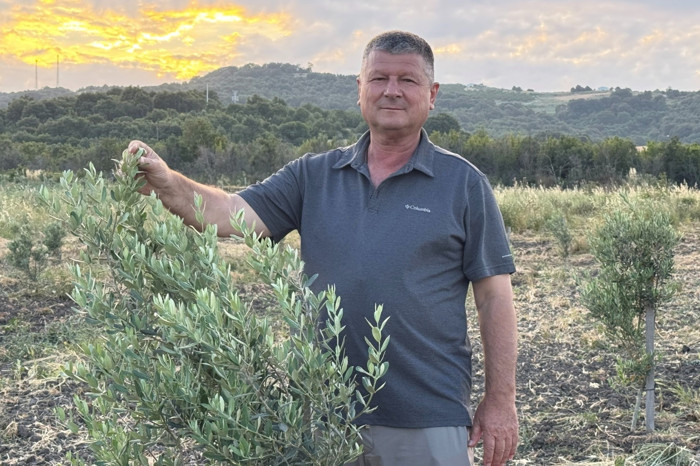 Zeytin ağaçlarıyla Balıkesir’in Gönen İlçesine bağlı Muratlar Köyü'nün çehresini değiştirdi