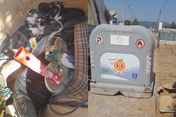 Bodrum'da çöp konteynerına atılan yavru kedileri belediye ekipleri kurtardı