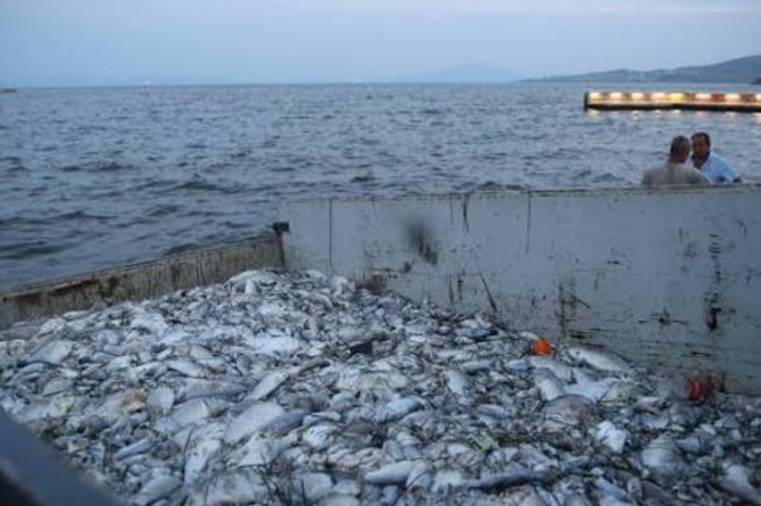 Ege denizinde yer alan Yunan adası Eğriboz'daki Mourteri Plajı'nda binlerce balık kıyıya vurdu