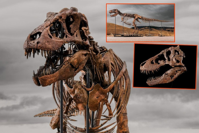 67 milyon yaşındaki T-Rex fosili 50,1 milyon dolara satıldı ve şimdiye kadar satılan en pahalı dinozor oldu