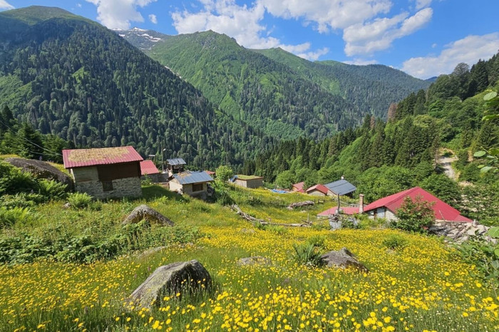Kaçkar Dağları'nın etekleri sarı çiçeklerle renklendi
