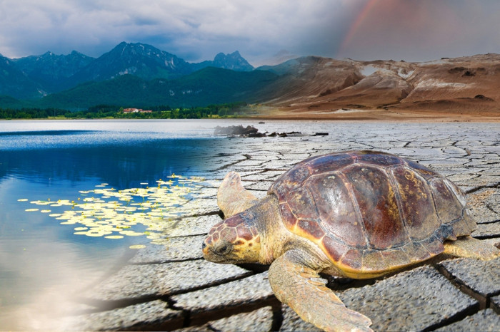 Küresel ısınma caretta carettaların göç rotasını değiştirdi, 2050 için öngörülen değişim 25 yıl önce gerçekleşti