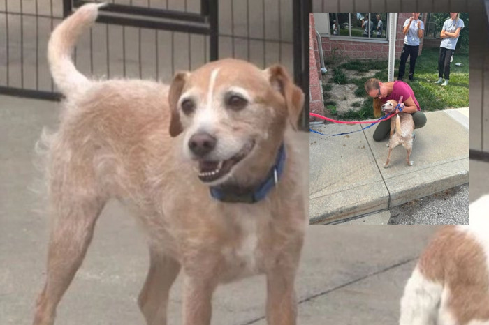 Kayıp köpek 5 yıl sonra 965 kilometre uzakta bulundu, sahibine kavuşma anı viral oldu