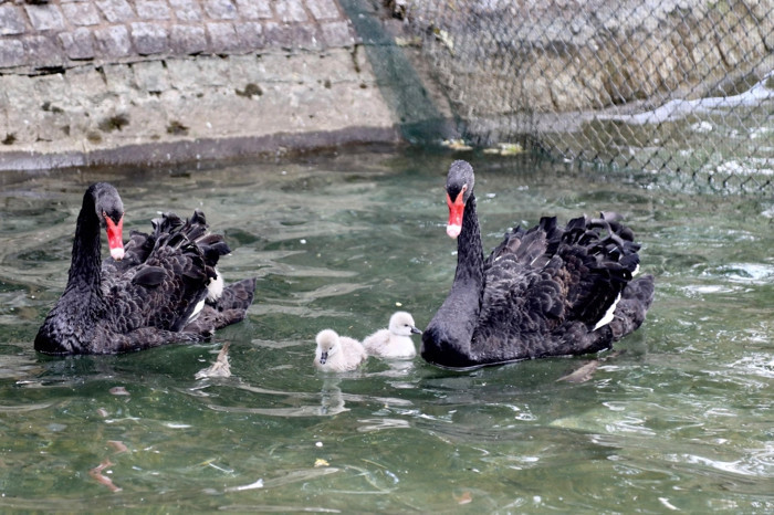 Kuğulu Park'ta yavru heyecanı