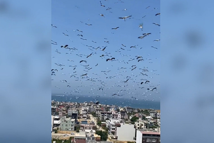 Leylekler göç yolculuğuna başladı