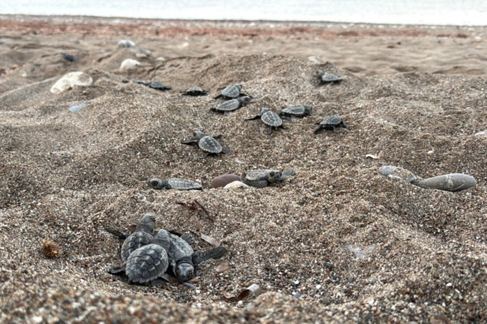 Antalya’da 200 bin caretta caretta yavrusu denize ulaştı