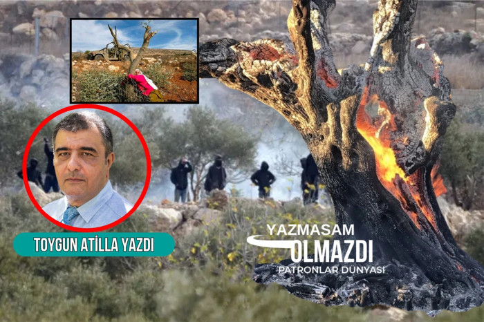 İsrail’in zeytin ağaçları ile savaşı, Filistin zeytinliklerinde şiddet ve zulüm