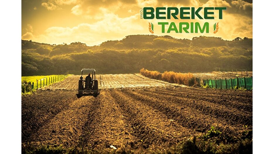 Konkordato reddedildi, tarım şirketi iflas etti
