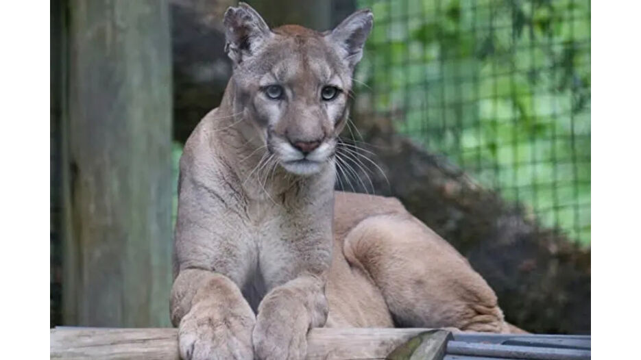 ZooTampa, Florida panteri Walter'ın yasını tutuyor