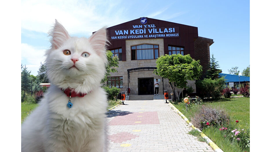Van Kedi Villası’nda 55 yeni yavru