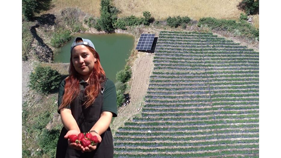21 yaşındaki Özlem, organik çilek patronu oldu