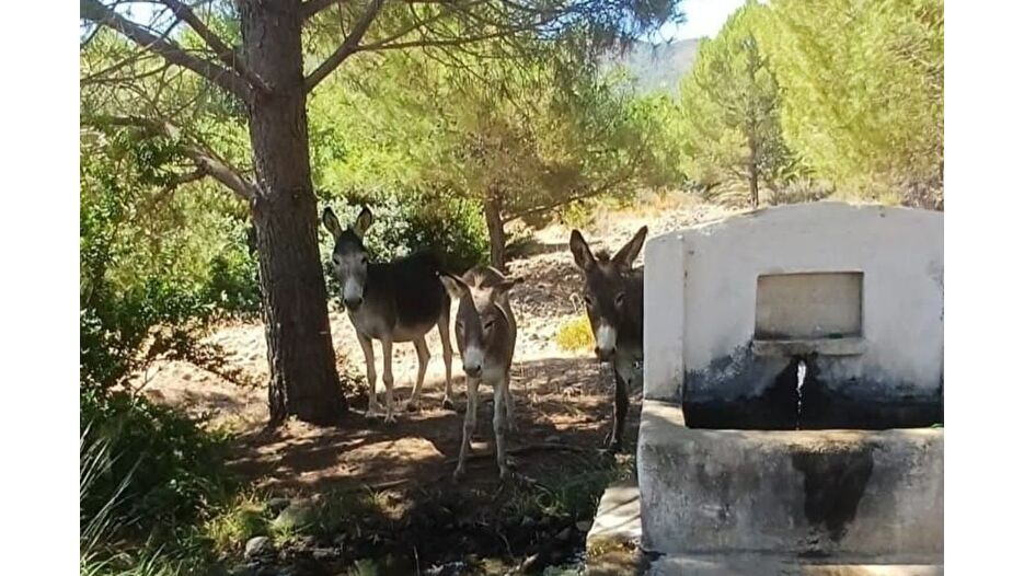 Datça’daki yaban eşekleri doğaya salındı