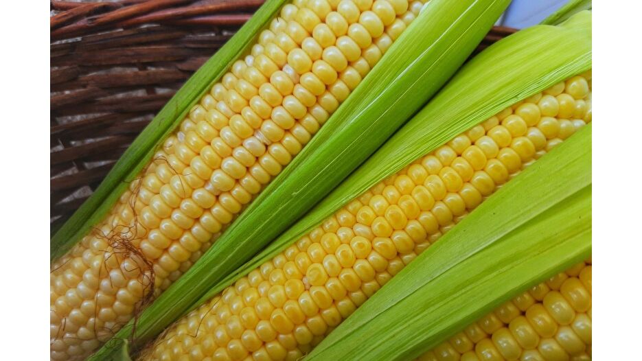 500 bin tonluk mısır ithalatı kararı