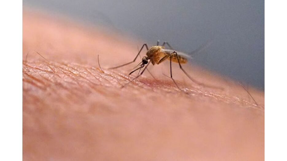 Çin'de yeni tehlike: Chikungunya virüsü