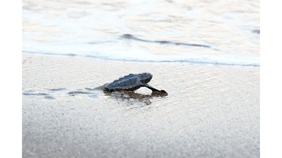 ÖÇK kumsallarında caretta caretta koruma çalışması