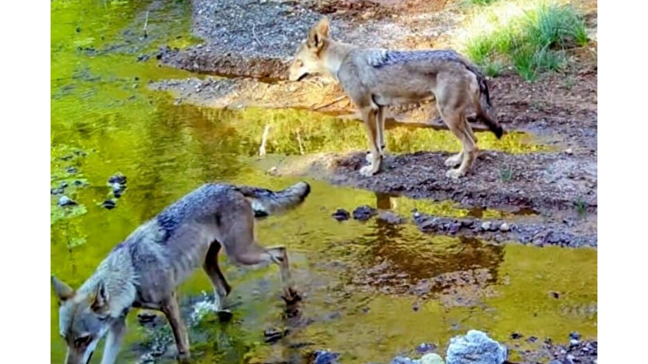 Muğla’da kurt sürüsü fotokapana yansıdı