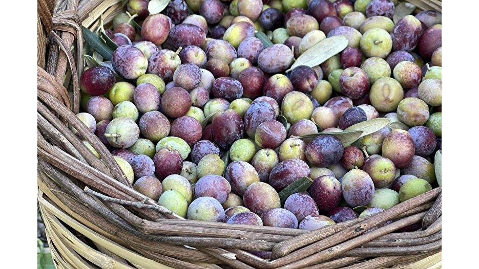 2 milyon 450 bin ton zeytin rekoltesi bekleniyor