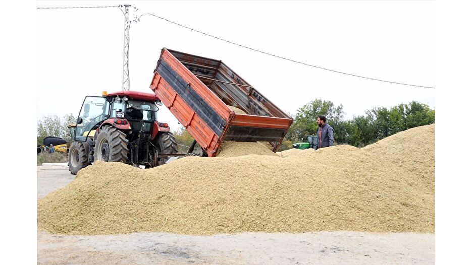 "Türkiye'nin çeltik ambarı" Trakya'da hasat tamamlandı