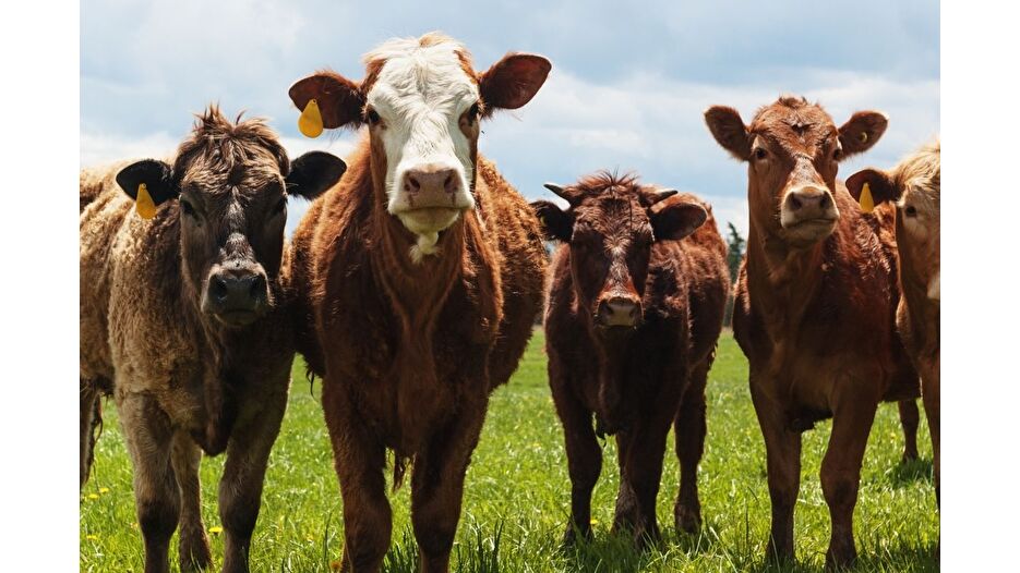 Bakanlıktan şap hastalığı açıklaması