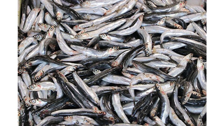 Marmara'da balık bolluğu